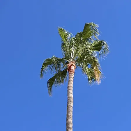 Duque Beachfront Elite